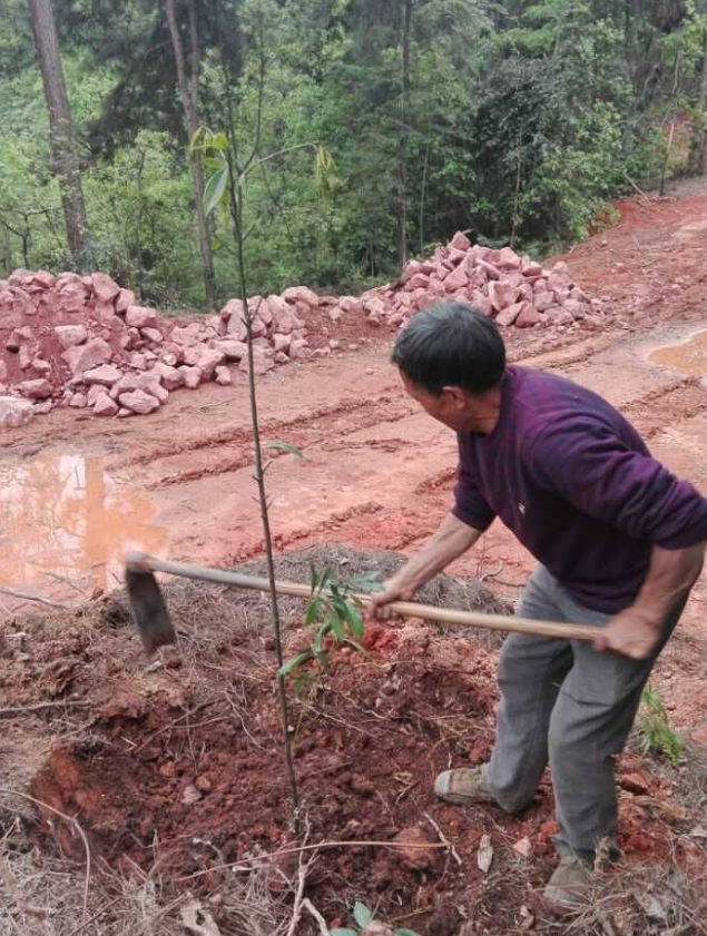 石城山工區(qū)施底肥，苗木修剪及栽植4.png