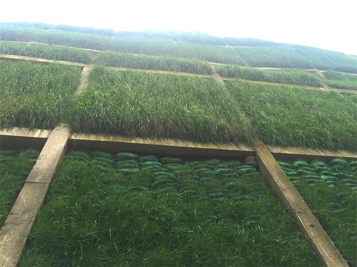 1583388522151566.jpg 5.jpg