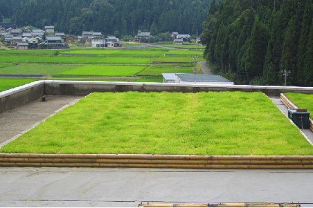 1583390075931231.png 3后期維護管理效果實例(鋪設完成1年后)_看圖王.png