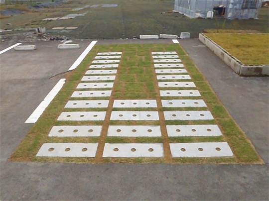 1583390963934232.jpg 011 施工后草坪生長情況實(shí)例(鋪設(shè)完成3周后).jpg