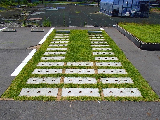 1583390988393717.jpg 02 施工后草坪生長情況實(shí)例(鋪設(shè)完成10個月后).jpg