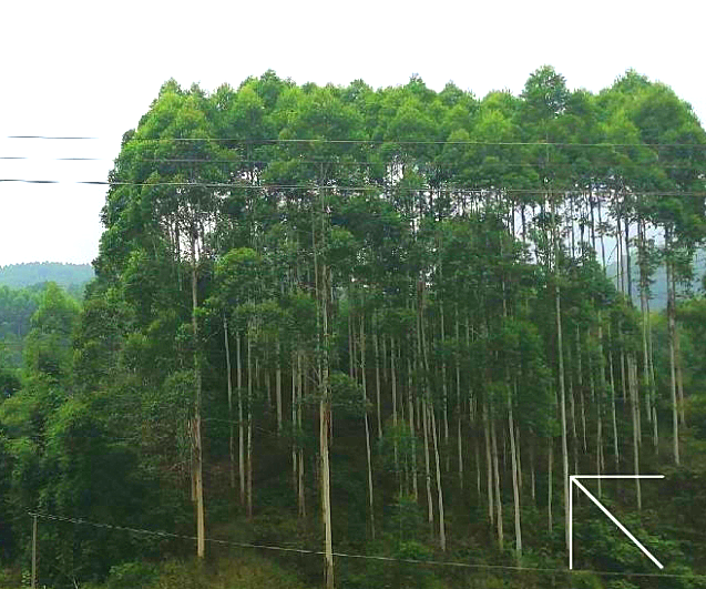 1584092904492841.png 大觀牟家1_看圖王.png