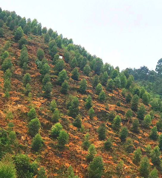 1584427101882550.png 澳洲大花梨_看圖王.png