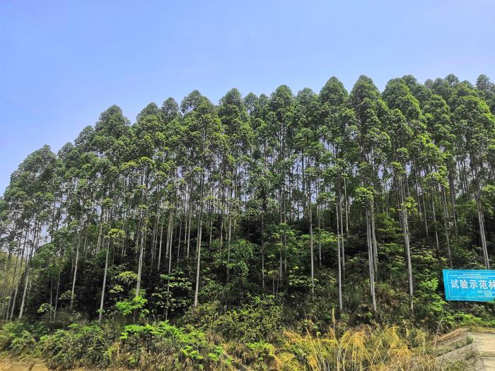 1587019155868675.jpg 1.jpg